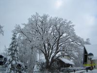 Eiche_03 - Winter (Bergstr.)
